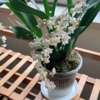 kf-Sa2c0f4e9143f4b1783f41aaa282f9e6d5-11-14cm-Mesh-Pot-Root-Control-Transparent-Flowerpot-For-Orchid-Flower-Breathable-Growth-Container-Garden-Plastic עציץ סחלבים מקצועי (Orchid Pot) עם מערכת ניקוז חכמה - פלסטיק שקוף עם חורי ניקוז מוגברים לאוורור שורשים מקסימלי ובריא