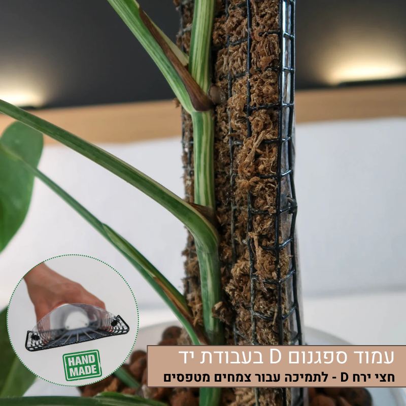 עמוד ספגנום D עמוד ספגנום D