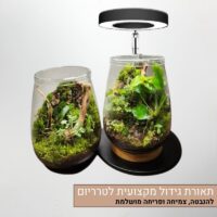 תאורת גידול מקצועית לצמחי טרריום תאורת גידול מקצועית לצמחי טרריום