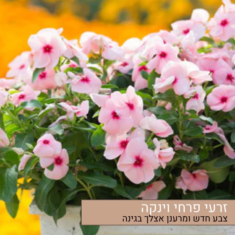 זרעי פרחי וינקה זרעי פרחי וינקה