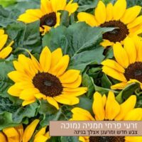 זרעי פרחי חמניה נמוכה זרעי פרחי חמניה נמוכה