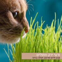זרעי פרחי ירק חתולים אורגניים זרעי פרחי ירק חתולים אורגניים