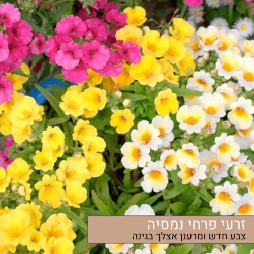 זרעי פרחי נמסיה