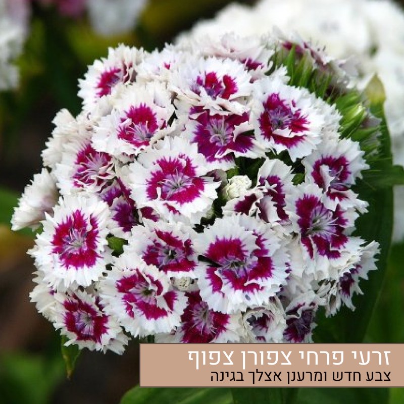 זרעי פרחי צפורן צפוף זרעי פרחי צפורן צפוף