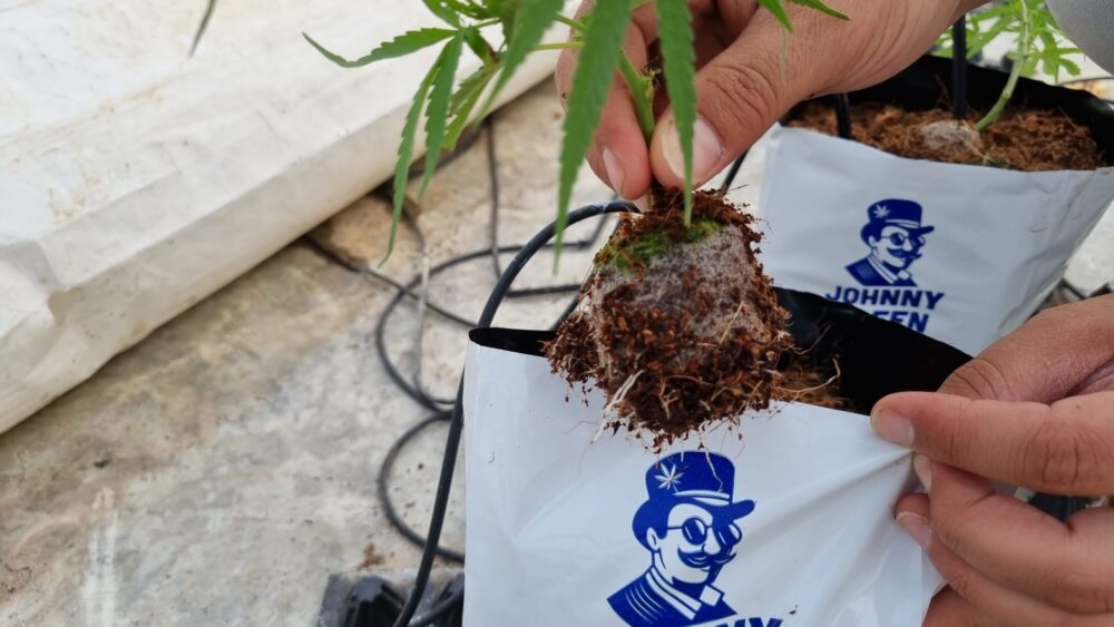 קוקו קיוב ג'וני גרין3 קוקו קיוב של ג'וני גרין3