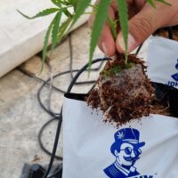 קוקו קיוב ג'וני גרין3 קוקו קיוב של ג'וני גרין3