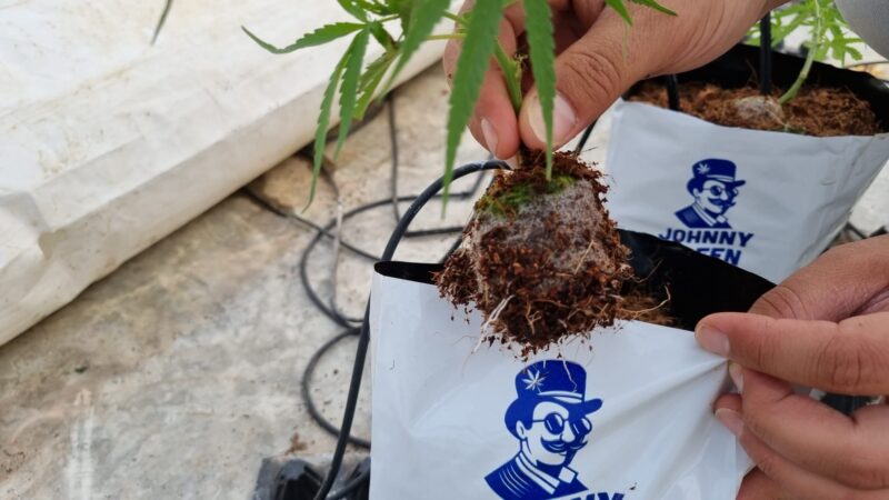קוקו קיוב ג'וני גרין3 קוקו קיוב של ג'וני גרין3