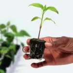rootriot מגש 24 rootriot מגש 24