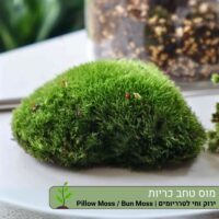 מוס טחב כריות