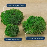 מוס טחב כריות קטן 3 ל 5 סמ. בינוני 5 ל 8 סמ. גדול 8 ל 15 סמ