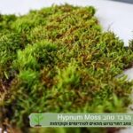 מרבד טחב Hypnum Moss מרבד טחב Hypnum Moss
