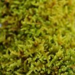 מרבד טחב Hypnum Moss (2) מרבד טחב Hypnum Moss