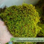 מרבד טחב Hypnum Moss (3) מרבד טחב Hypnum Moss