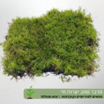 מרבד טחב יערות חי מרבד טחב יערות חי