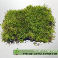 מרבד טחב יערות חי מרבד טחב יערות חי