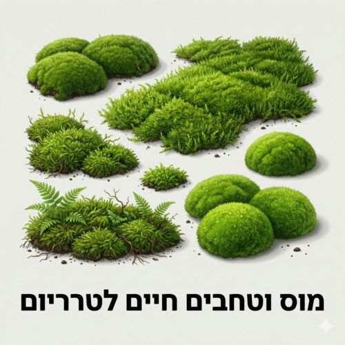 מוס וטחבים חיים לטרריום