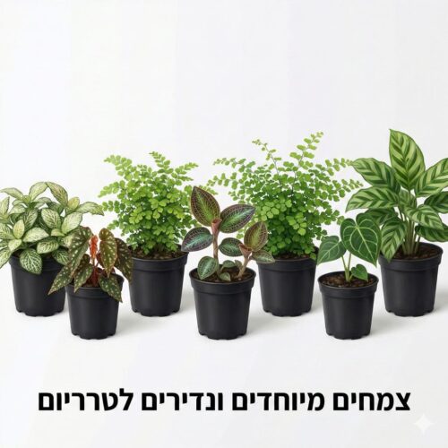 צמחים מיוחדים ונדירים לטרריום צמחים מיוחדים ונדירים לטרריום