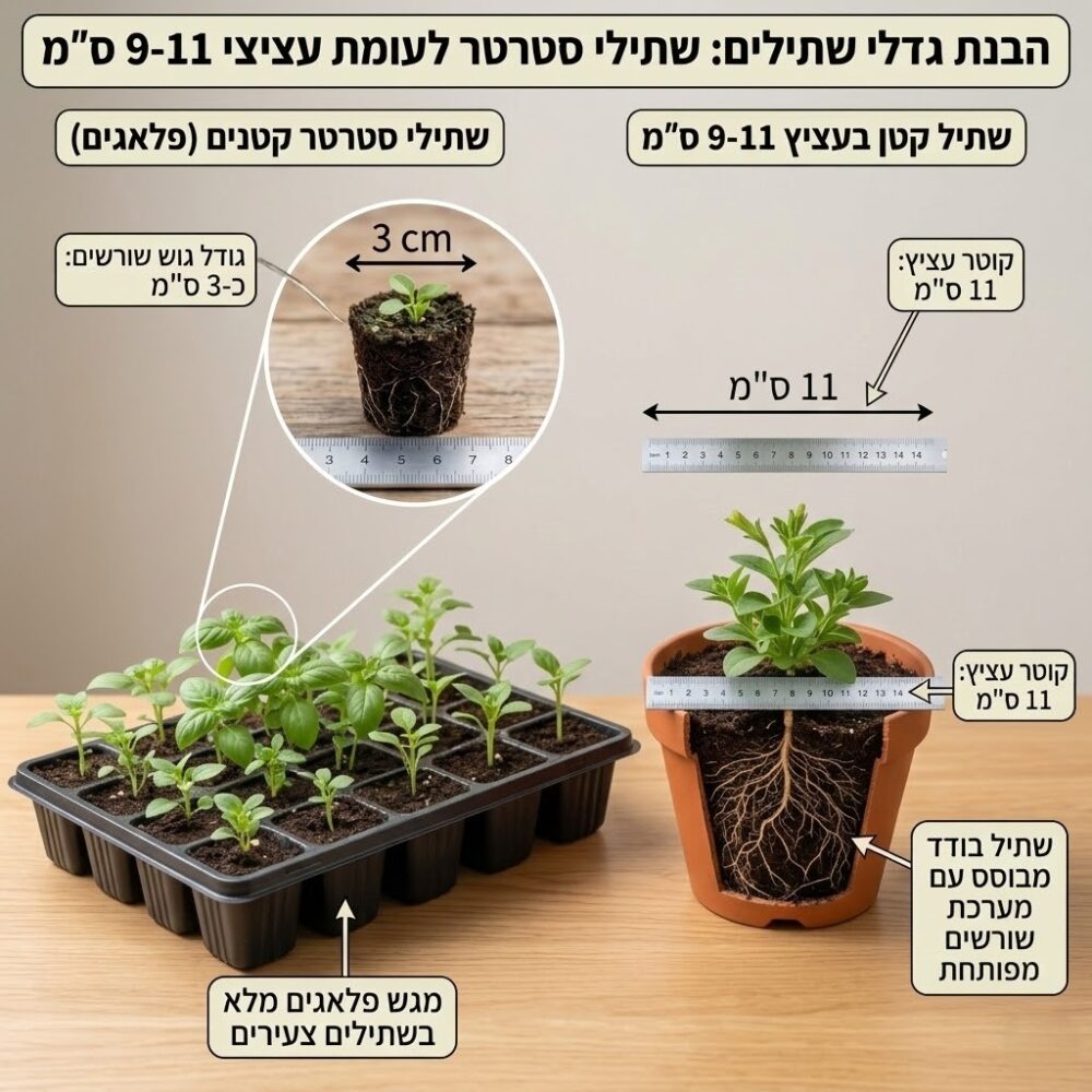 2הסבר גודלי צמחים פפרומיה פרוסטרטה (Peperomia prostrata)