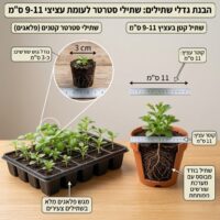 2הסבר גודלי צמחים פפרומיה פרוסטרטה (Peperomia prostrata)