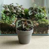 בגוניה - Begonia בגוניה - Begonia