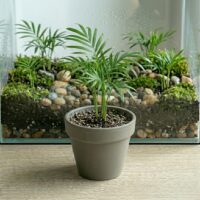 דקל חמדוריאה - Chamaedorea elegans דקל חמדוריאה - Chamaedorea elegans