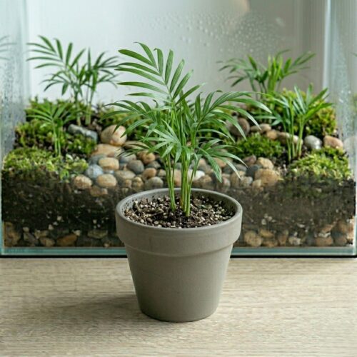 דקל חמדוריאה - Chamaedorea elegans דקל חמדוריאה - Chamaedorea elegans