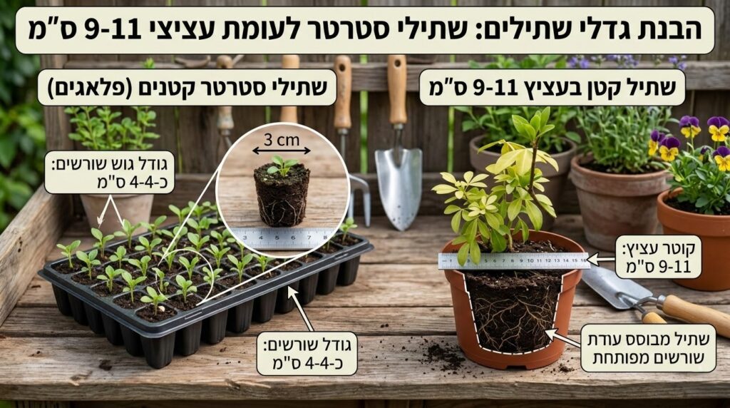 הסבר גודלי צמחים הסבר