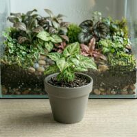 סנגניום - Syngonium סנגניום - Syngonium
