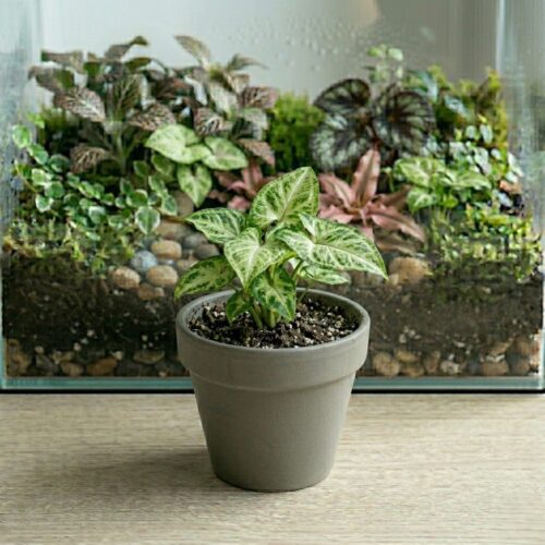 סנגניום - Syngonium סנגניום - Syngonium