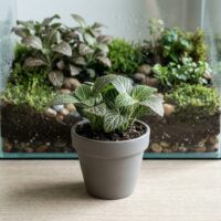 פיטוניה - Fittonia albivenis פיטוניה - Fittonia albivenis