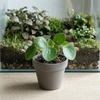 פיילאה קטנה - Pilea depressa פיילאה קטנה - Pilea depressa