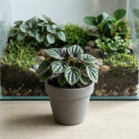 פפרומיה - Peperomia פפרומיה - Peperomia