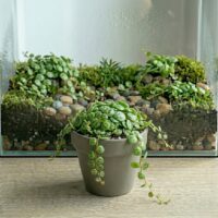 פפרומיה פרוסטרטה- Peperomia prostrata פפרומיה פרוסטרטה- Peperomia prostrata