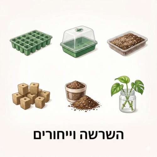 השרשה וייחורים השרשה וייחורים