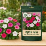 זרעי וינקה זרעי וינקה - Vinca mix🌸