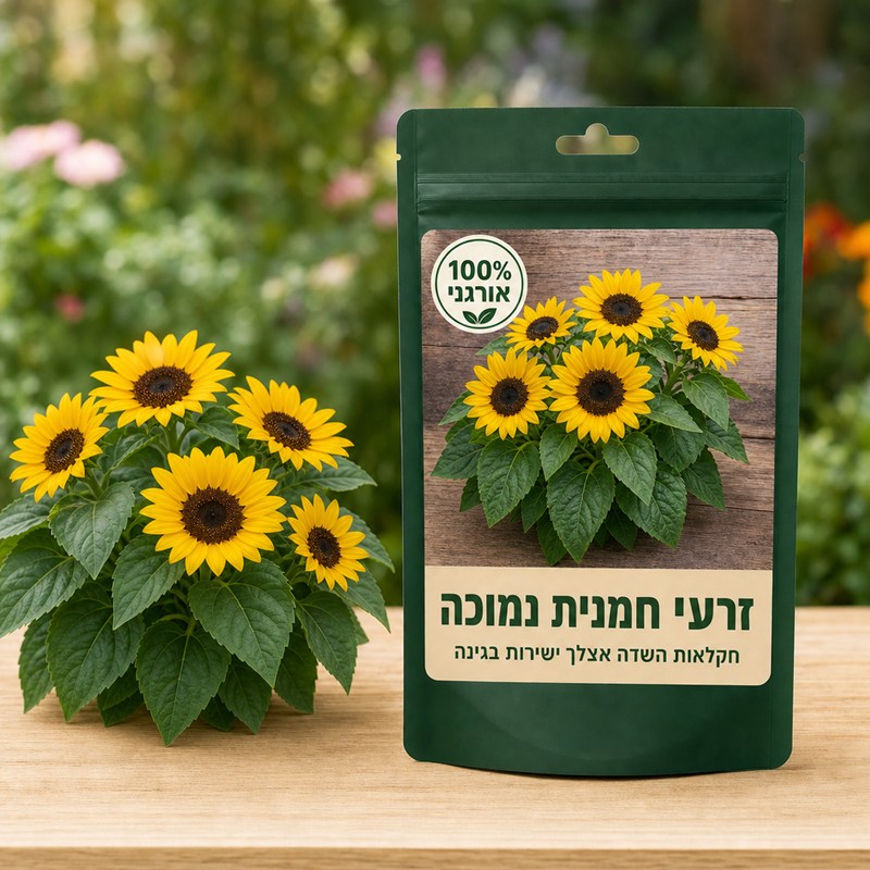 זרעי חמנית נמוכה זרעי חמנית נמוכה 🌻