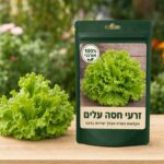 זרעי חסה עלים זרעי חסה עלים - Lettuce 🥬