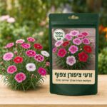 זרעי ציפורן צפוף זרעי צפורן צפוף 🌸